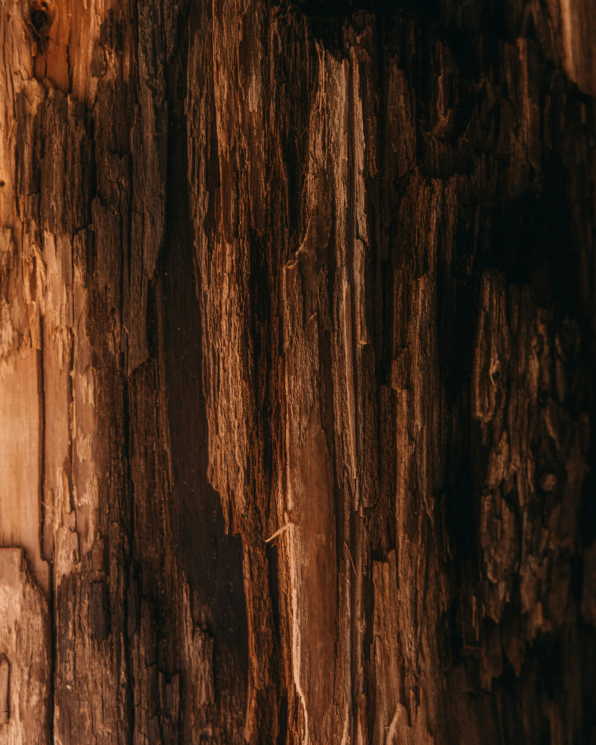 Wood Texture